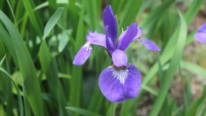 5月の花たち