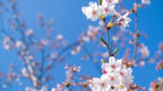 寒さに耐えて美しく咲く桜…