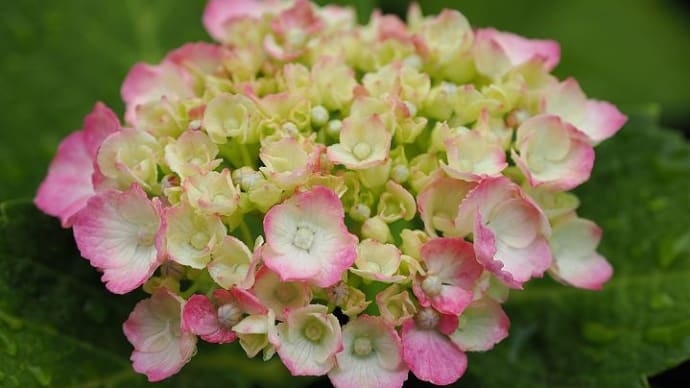 玉敷神社の紫陽花