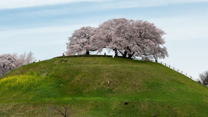 古墳の桜