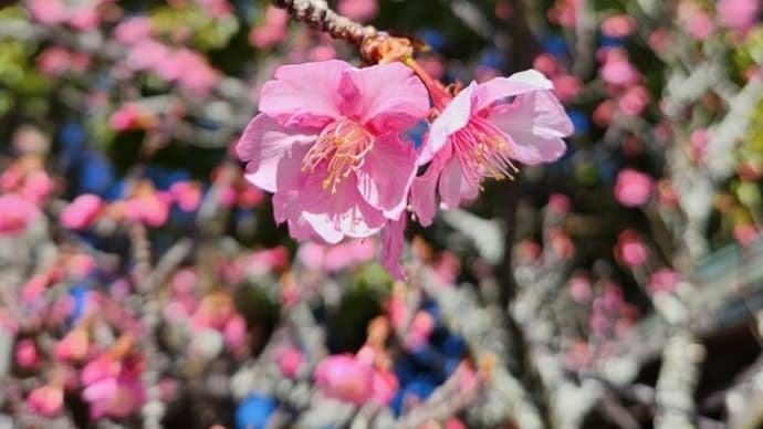 明日から春節・旧正月ツーゼロツーファイヴ