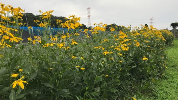 ジョギングコースの花