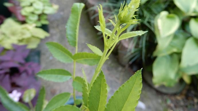 バラ（切り花　ウェディングプランの挿し木後）