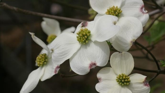 平たい白い花が眩い