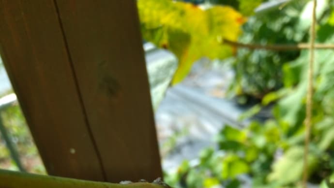山あり 谷ありのぶどう栽培