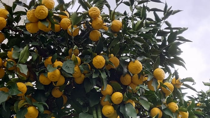 花柚子便り その7