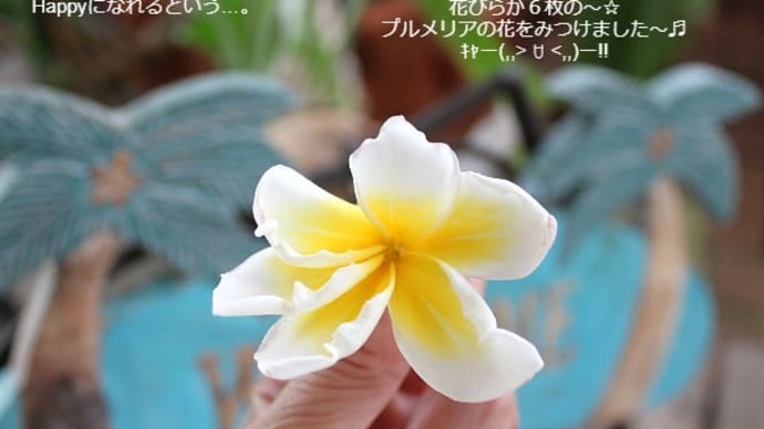 雑貨市場は土日もopen☆6枚の花びらのプルメリアをみつけました～(ෆ`꒳´ෆ) ˡºᵛᵉ❤⃛