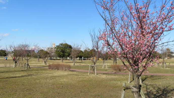 風景印（１０４）　中田中央公園で梅の花を楽しむ　＜仙台袋原郵便局＞