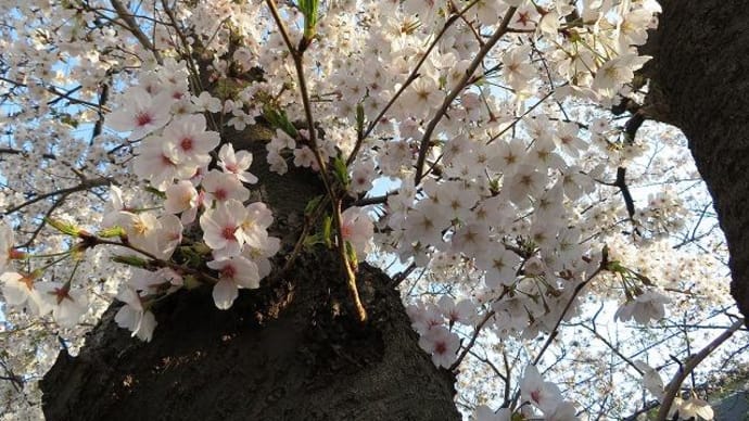 晃さんがさくらさくらを歌ってくれた日のと想い出しながら眺めた大阪の桜