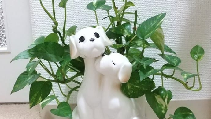 ココちゃん・・1周忌