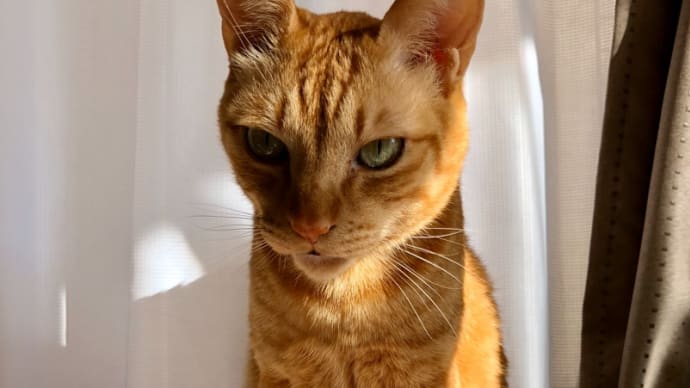 宇宙猫