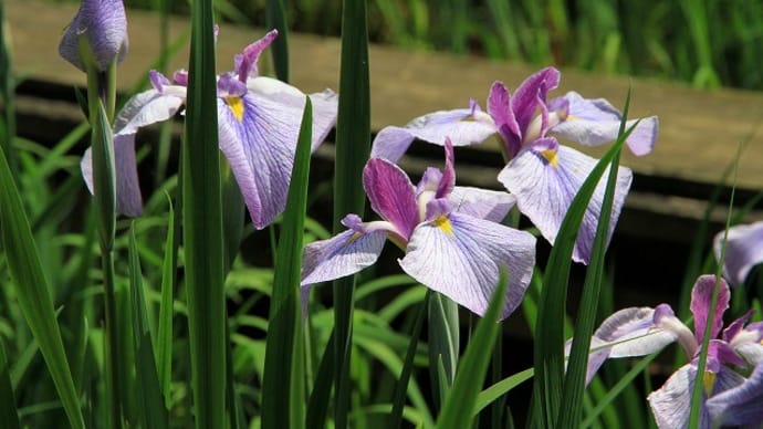 花しょうぶ。。。