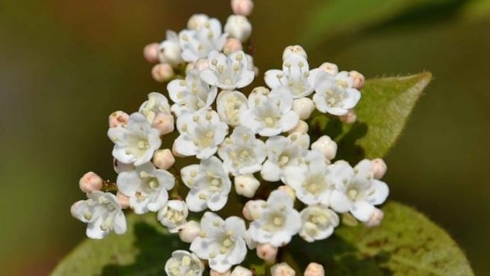 鉢植えの「トキワガマズミ」（１）春の白花