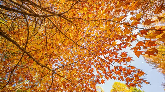 森林植物園に紅葉の下見