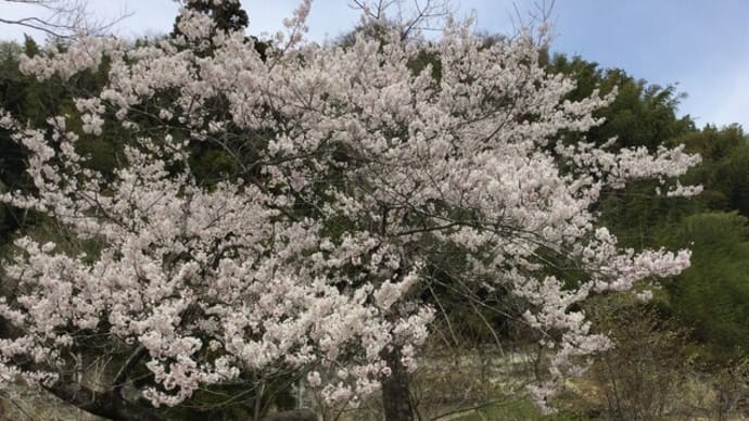 花見に行ってきました!