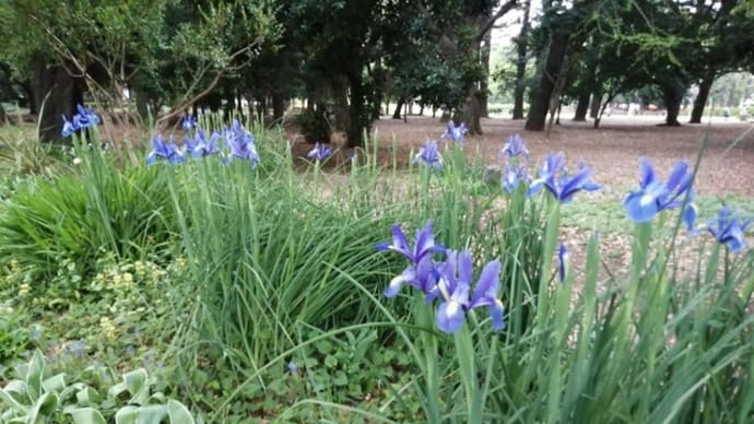 3都府県 蔓延防止等重点設置 代々木公園へ。ダッチアイリスにチューリップ