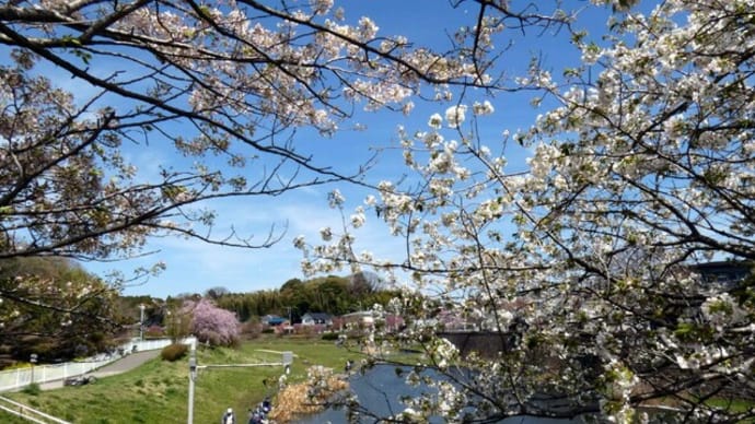 ・ 宮沢遊水地　しだれ桜 満開　　　（2022/04/06）
