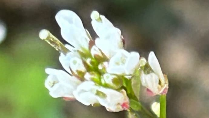 我が家の小さな庭:今日の花、タネツケバナと八重咲きスイセン🥀