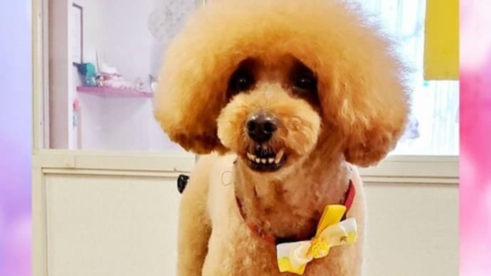 🐩 やせ体質❔❓ もっと。。。やせたい。。。。。っす💦