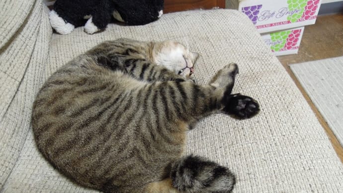 今回ソファにいるのは...?