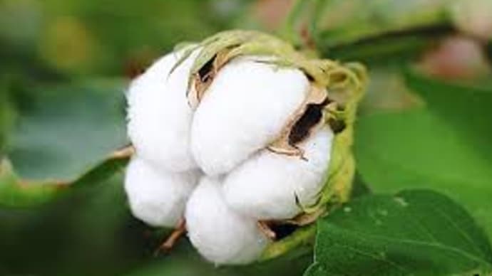 綿の種まきの土作り