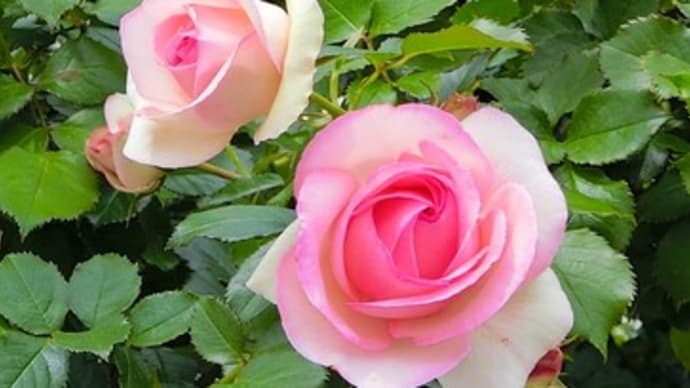 散歩道に綺麗な薔薇の館があります～🎵