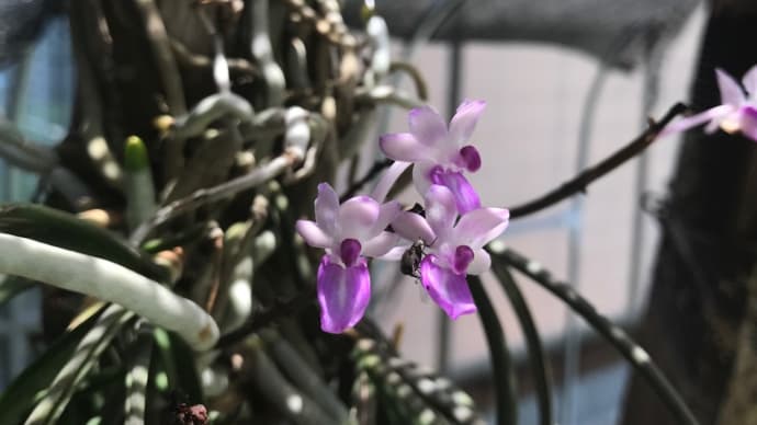 珍奇植物部 ミトラタ