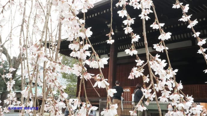 【京都幕間旅情】大報恩寺-千本釈迦堂観桜,おかめさんはおかめ桜と鎌倉時代の価値観