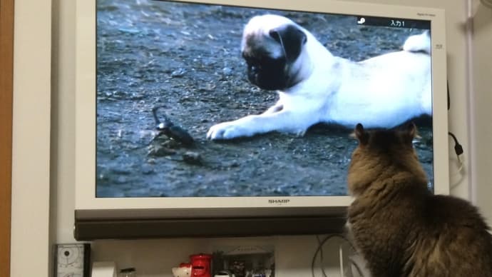 TVの買い替え