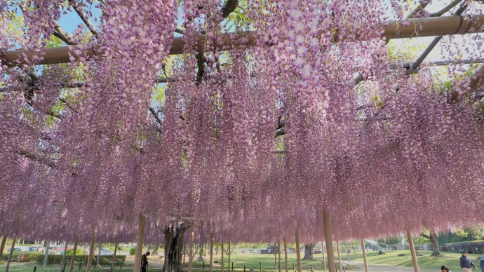 ❶尾張津島 天王川公園、藤まつり