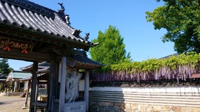 藤の花