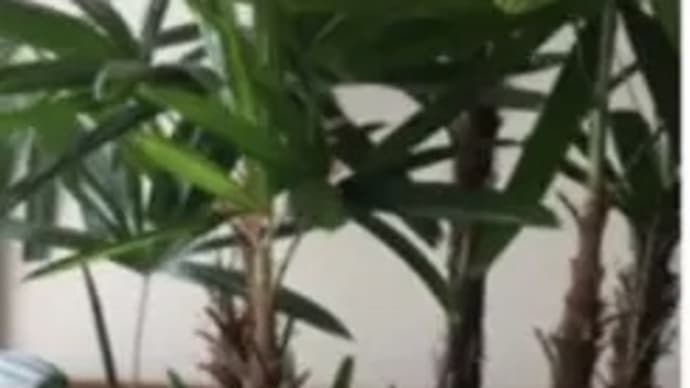 観音竹の開花と植え替え時期。