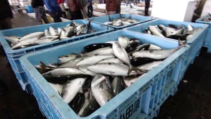 箱根帰りに小田原の漁港で地魚の回転寿司をご堪能下さい!