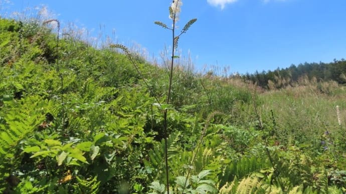 高ボッチ高原・鉢伏山の植物 サラシナショウマ(晒菜升麻)