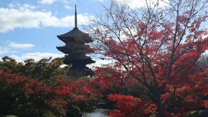 京都　東寺　　紅葉と五重塔
