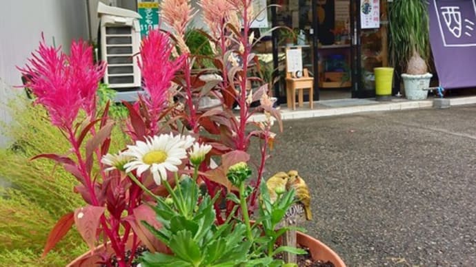 花のある暮らし 秋の花壇