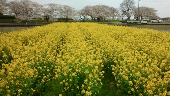 水辺公園の桜