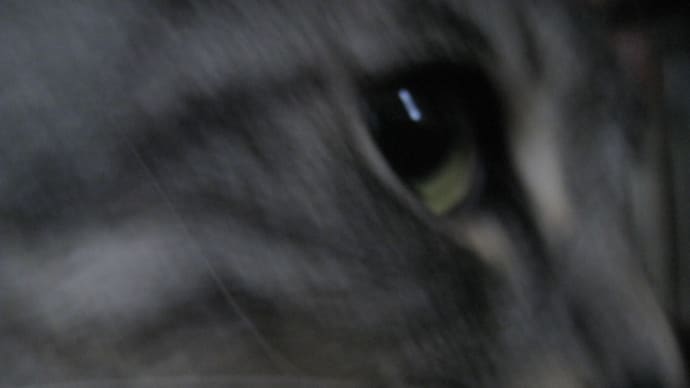 猫の日企画、好奇心でむふなうる