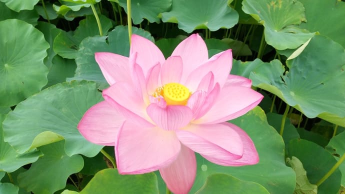 三渓園 観蓮会