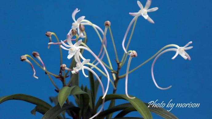 フウラン「山採り(仁淀紅)」の花(過去の画像倉庫から)