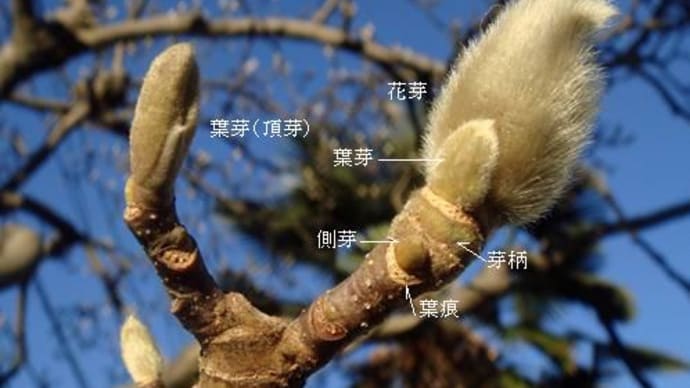 ハクモクレン（白木蓮）　　北を向く蕾と純白の花