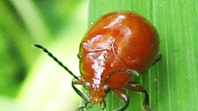 オオアカマルノミハムシ20200430