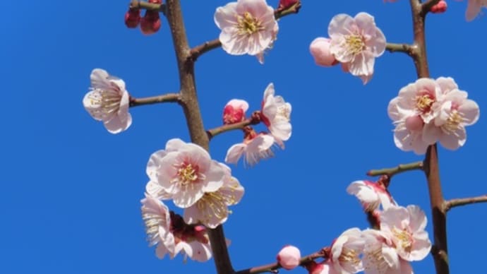 梅林の梅もきれいな頃