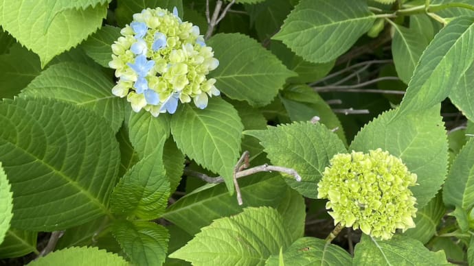◇ 散歩の道に咲く花