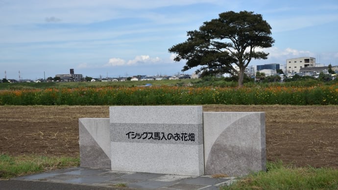 ジニア・コスモス狩り 神奈川県平塚市馬入 イシックス馬入のお花畑(1)平塚アリーナ