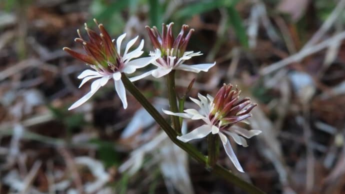 今年も芹葉黄連に雪割一華～わち山野草の森2024/3中旬（1）