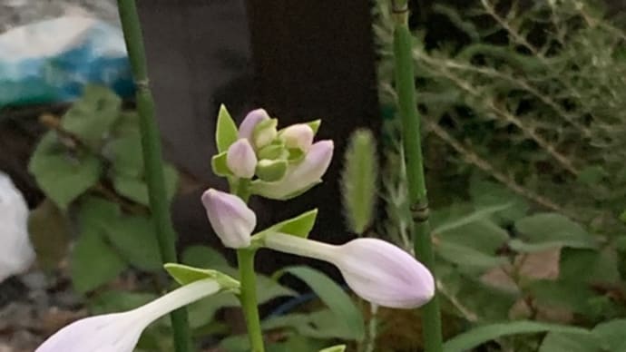 2021.8.13(金) 擬宝珠の花 一年前の投稿