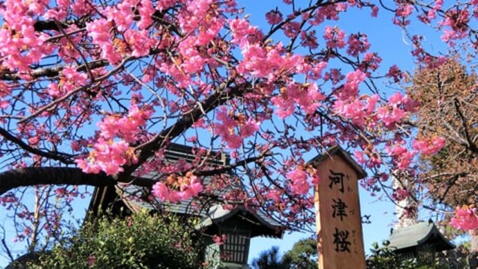 河津桜が綺麗でした~🎵