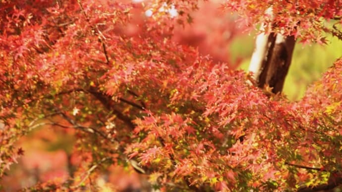 奈良の紅葉　