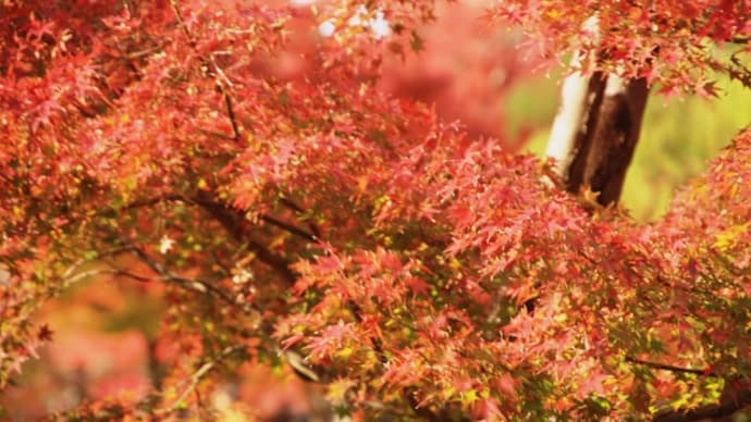 奈良の紅葉